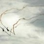 So noch nie gesehen: Segel-Kunst-Flug vom Schönsten